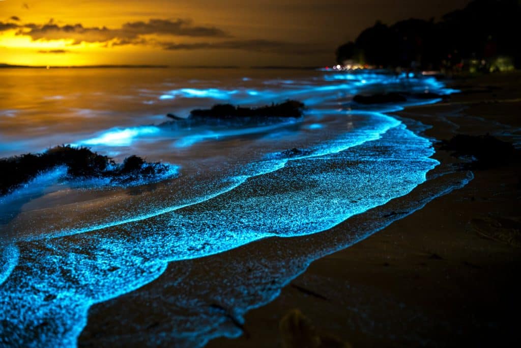 Bioluminescent
